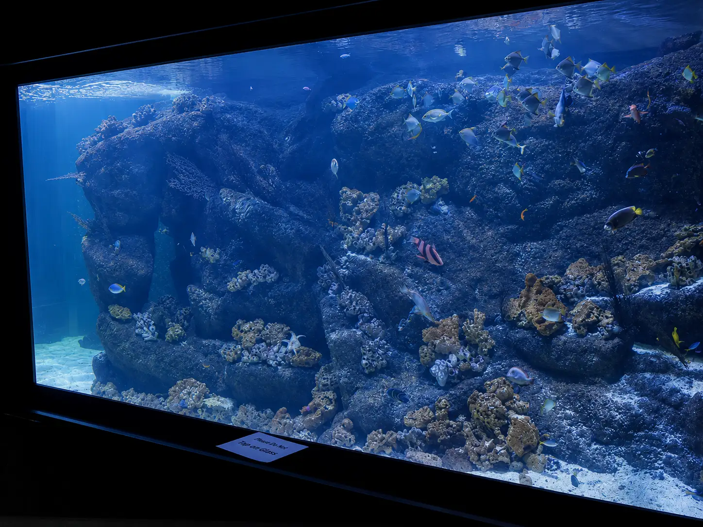 oceanika-2.webp