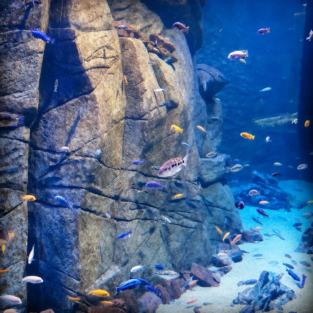 oceanika-3.webp