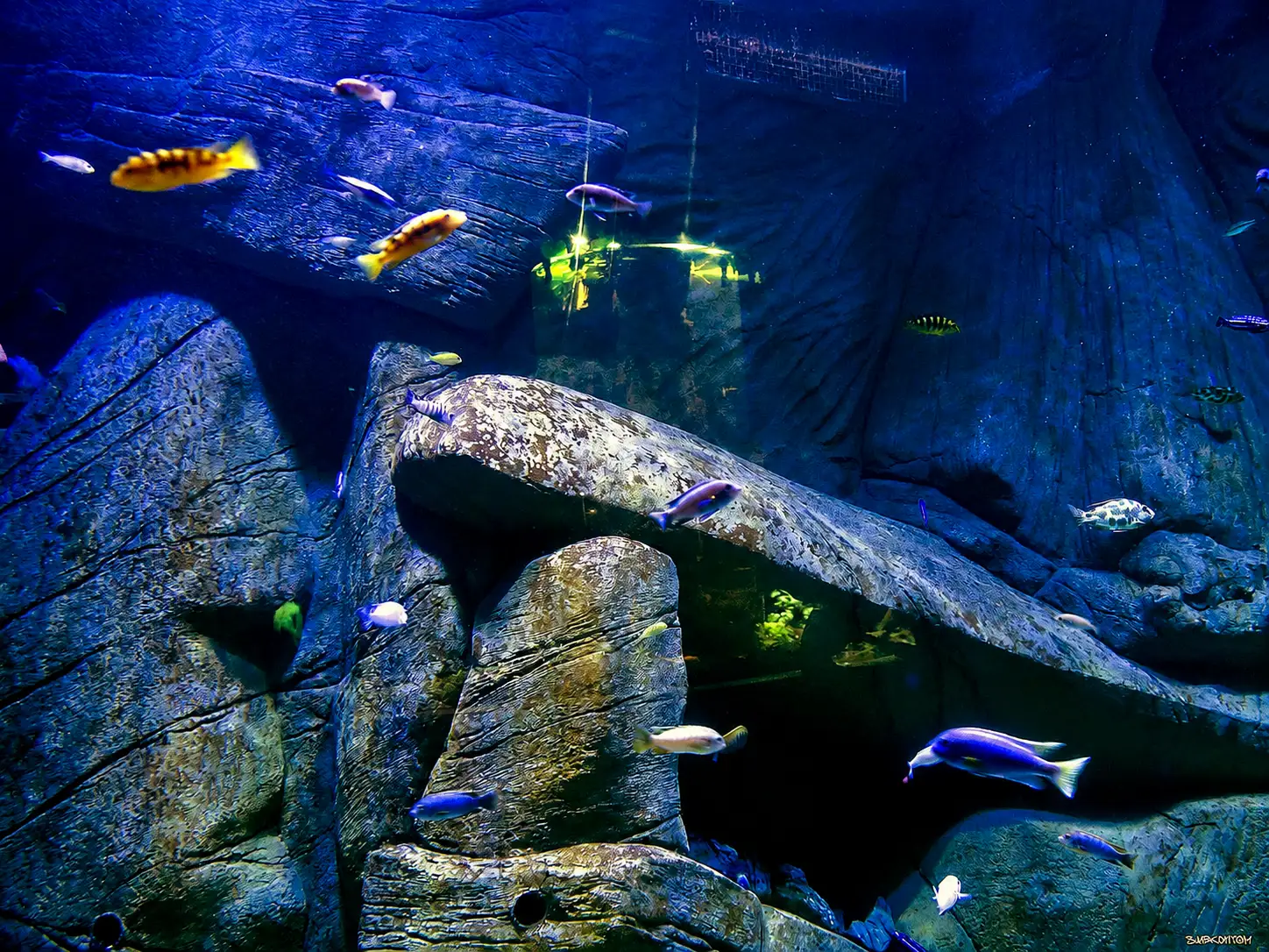oceanika-6.webp