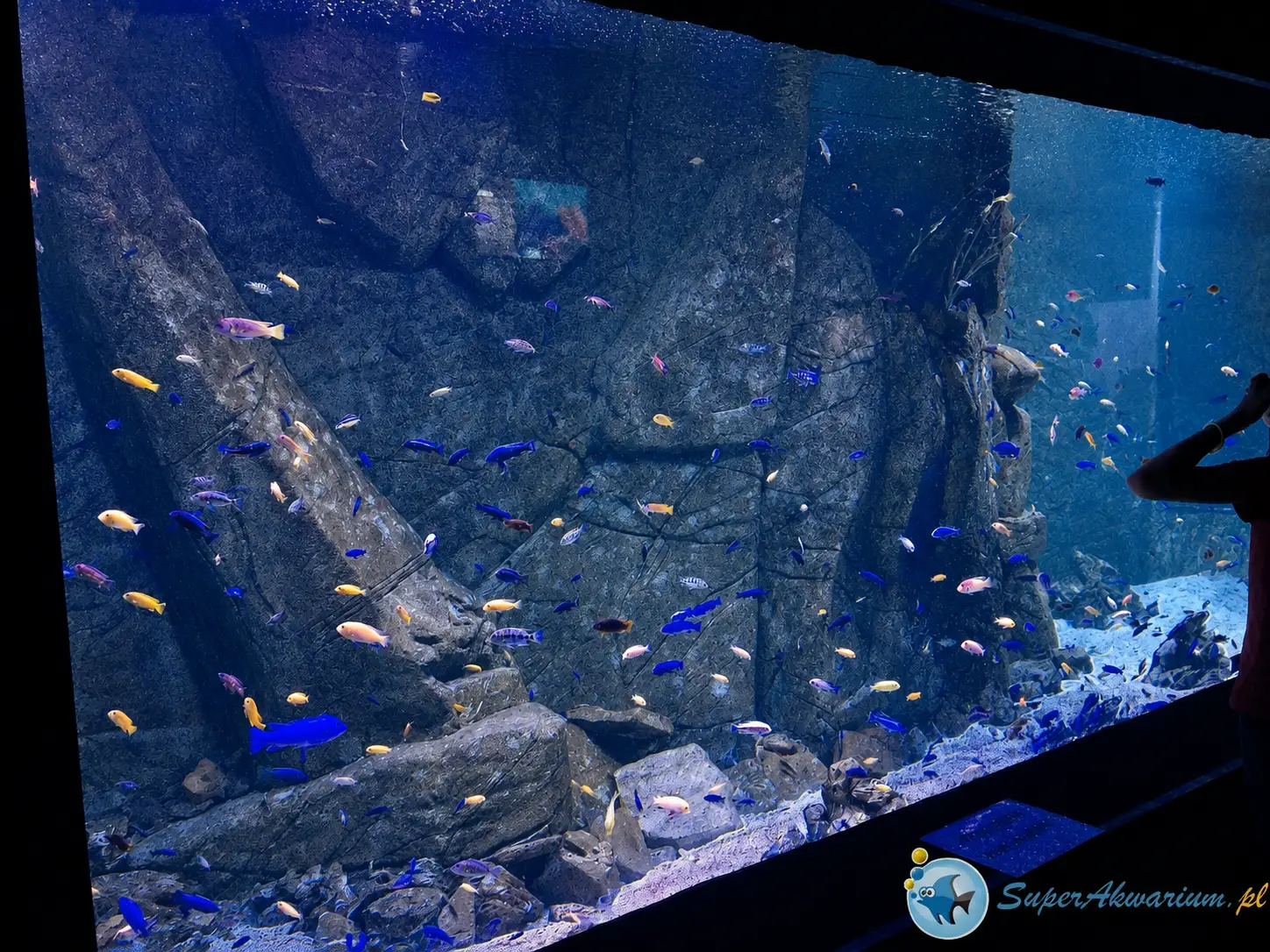Oceanika