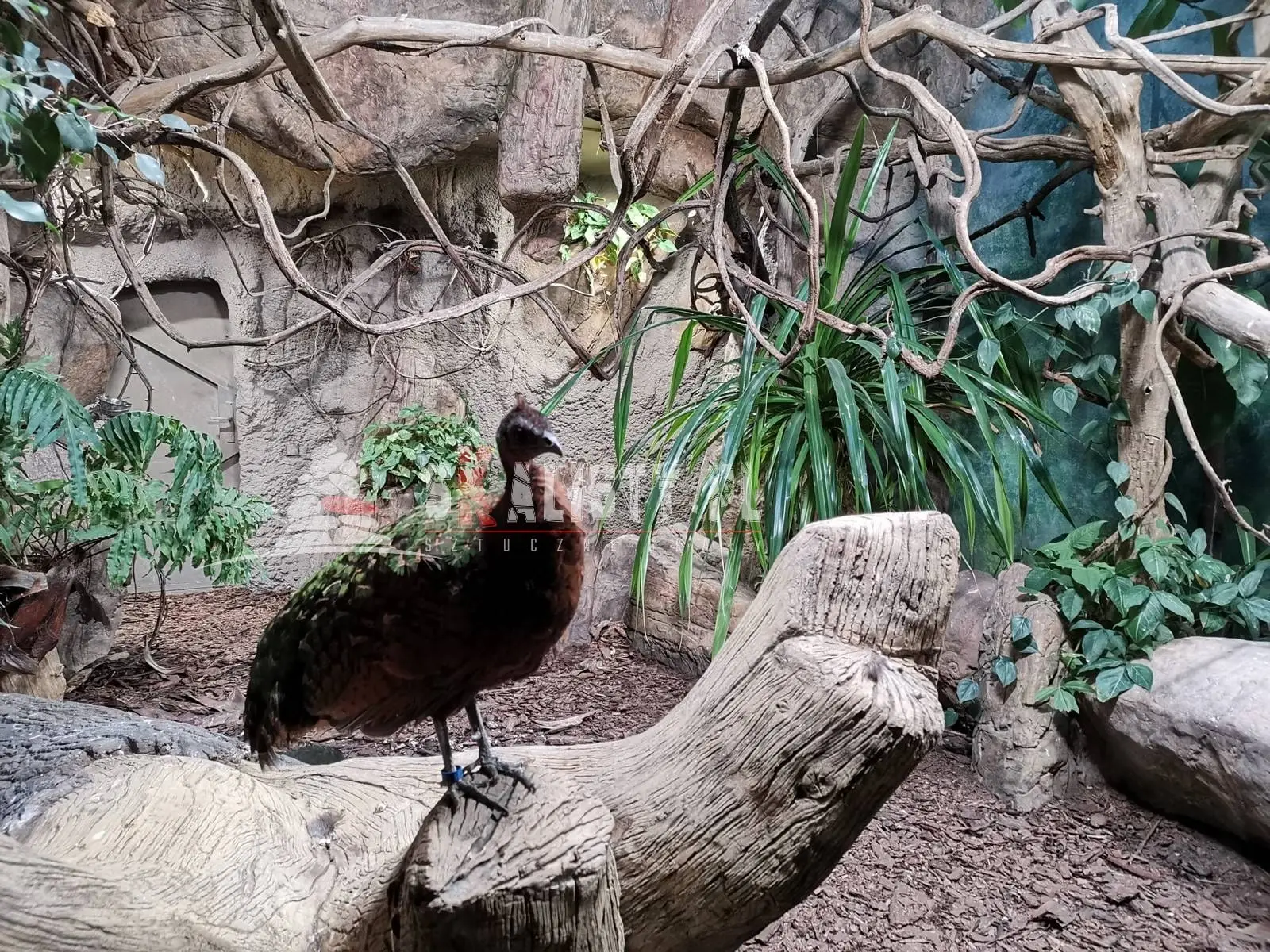 sztuczne-drzewo-zoo-2.webp